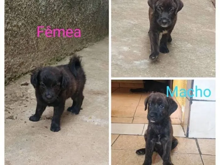 Cachorro raça SRD-ViraLata idade Abaixo de 2 meses nome Deise Moreira 