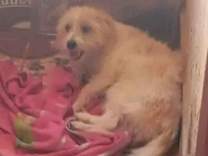 Cachorro raça Poodle idade 2 anos nome niña