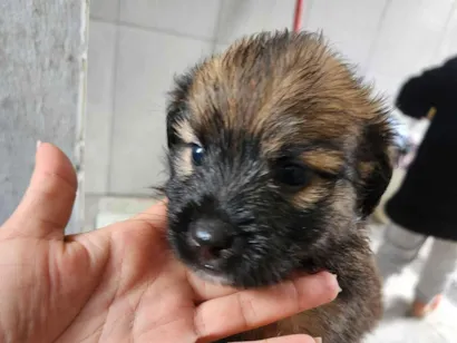 Cachorro raça SRD-ViraLata idade Abaixo de 2 meses nome Sem nome