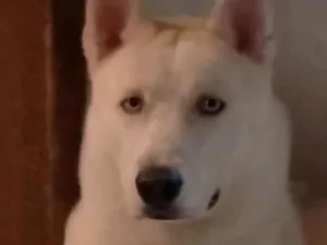 Cachorro raça Husky Siberiano idade 1 ano nome Sírios 