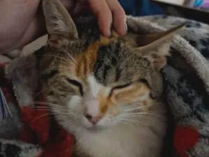 Gato raça SRD-ViraLata idade 1 ano nome Charlotte 