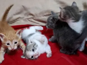 Gato raça SRD-ViraLata idade Abaixo de 2 meses nome Dao