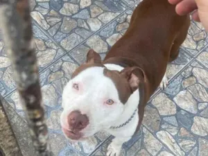 Cachorro raça Pit-Bull idade 2 anos nome Nalla