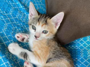 Gato raça SRD-ViraLata idade 2 a 6 meses nome Pipoca