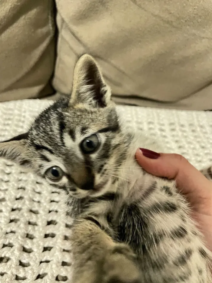 Gato raça SRD-ViraLata idade 2 a 6 meses nome O próximo dono vai escolher! Kk