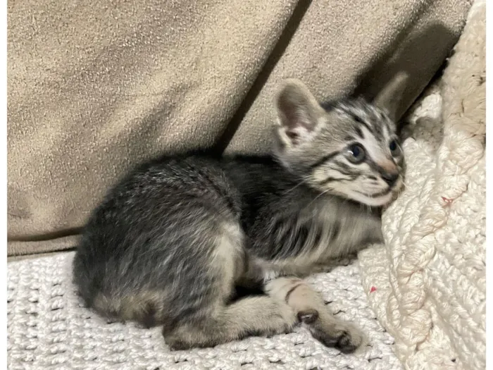 Gato raça SRD-ViraLata idade 2 a 6 meses nome O próximo dono vai escolher! Kk