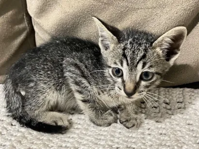 Gato raça SRD-ViraLata idade 2 a 6 meses nome O próximo dono vai escolher! Kk