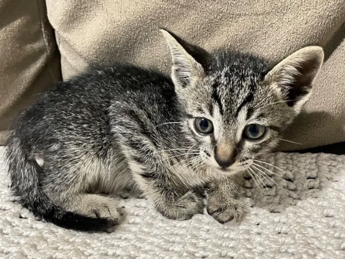 Gato raça SRD-ViraLata idade 2 a 6 meses nome O próximo dono vai escolher! Kk