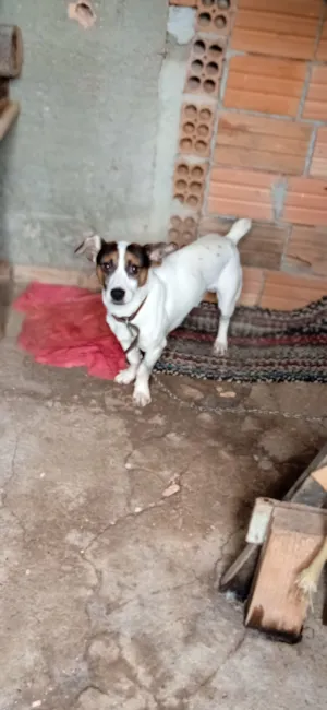 Cachorro raça Basset-Cofap idade 2 a 6 meses nome Snoopy 