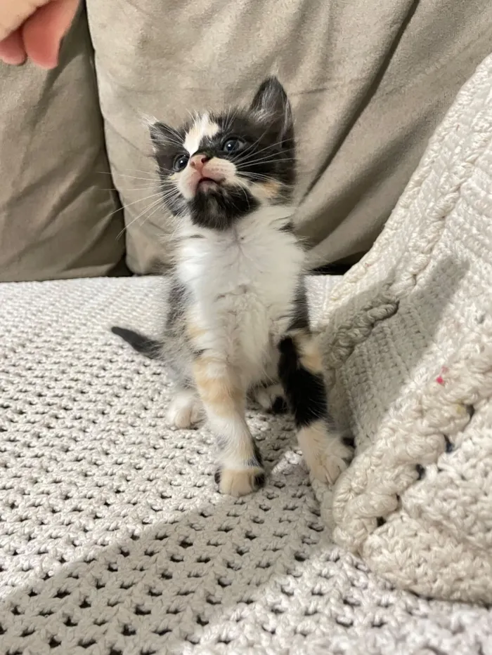 Gato raça SRD-ViraLata idade Abaixo de 2 meses nome O/a próximo dono irá escolher o nome dessa mocinha