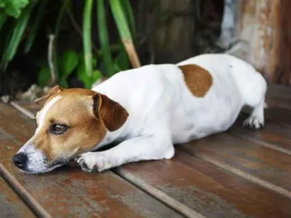 Cachorro raça SRD-ViraLata idade Abaixo de 2 meses nome teste1