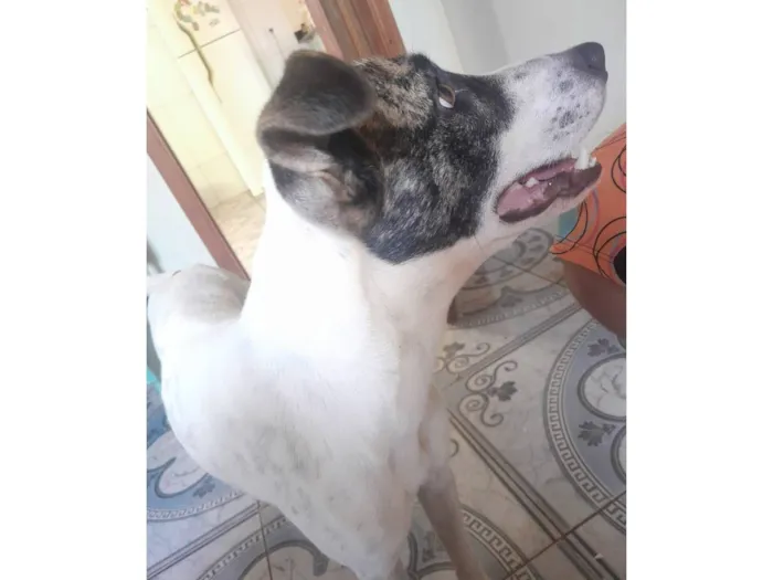 Cachorro raça SRD-ViraLata idade 3 anos nome principe