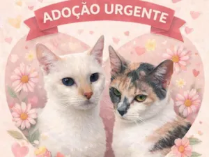 Gato raça SRD-ViraLata idade 7 a 11 meses nome Peróla e Safira 