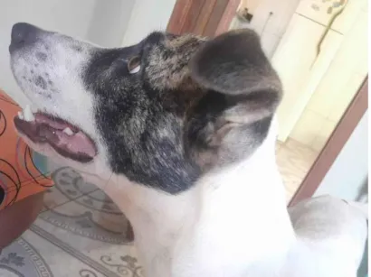 Cachorro raça SRD-ViraLata idade 3 anos nome principe