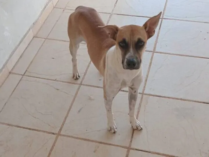 Cachorro raça SRD-ViraLata idade 1 ano nome Vik