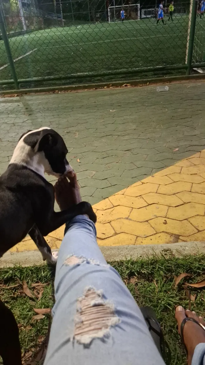 Cachorro raça Pit-Bull idade 1 ano nome Dora