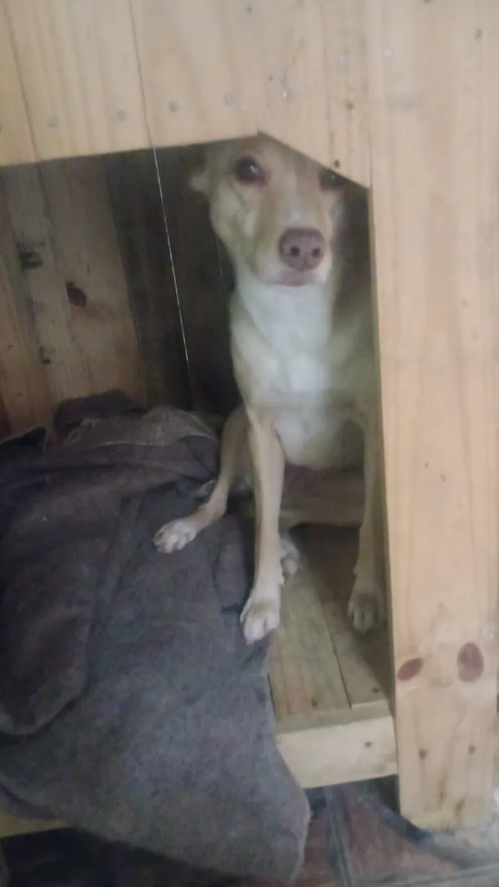 Cachorro raça SRD-ViraLata idade 6 ou mais anos nome Suyani