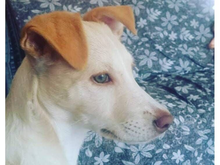 Cachorro raça SRD-ViraLata idade 6 ou mais anos nome Suyani