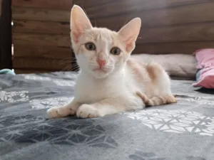 Gato raça SRD-ViraLata idade 2 a 6 meses nome Thor