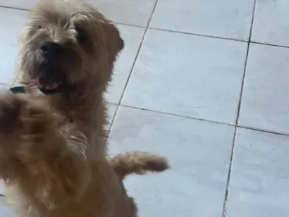Cachorro raça SRD-ViraLata idade 6 ou mais anos nome Theodoro
