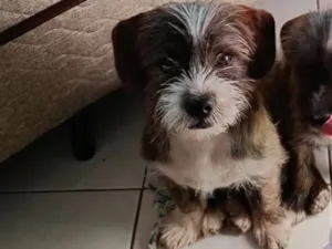 Cachorro raça SRD-ViraLata idade 7 a 11 meses nome Lukky