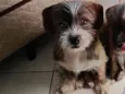 Cachorro raça SRD-ViraLata idade 7 a 11 meses nome Lukky
