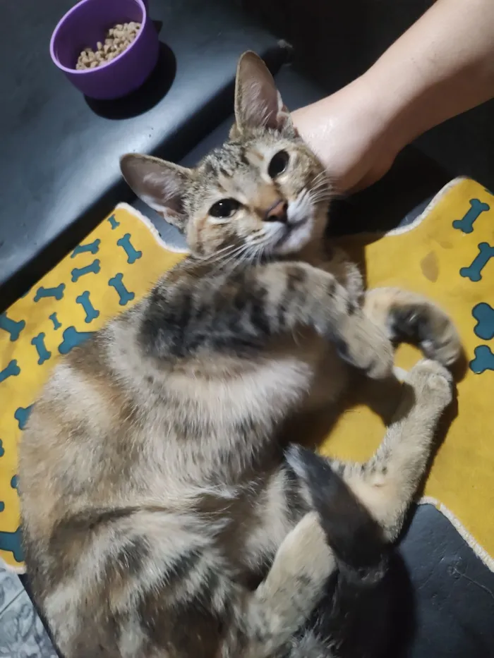 Gato raça SRD-ViraLata idade 7 a 11 meses nome Não tem nome.