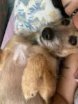 Cachorro raça SRD-ViraLata idade 2 anos nome Kira Fiapa