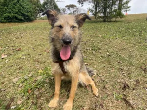 Cachorro raça SRD-ViraLata idade 2 anos nome Kira Fiapa