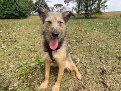 Cachorro raça SRD-ViraLata idade 2 anos nome Kira Fiapa