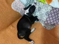 Cachorro raça Pit-Bull idade 1 ano nome Dora