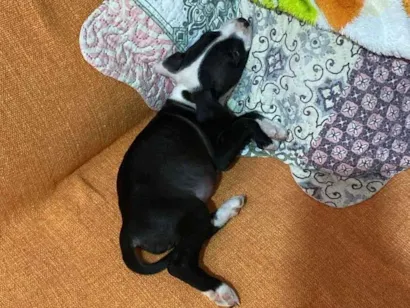 Cachorro raça Pit-Bull idade 1 ano nome Dora