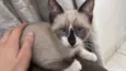 Gato raça Siamês idade 2 a 6 meses nome SEM NOME