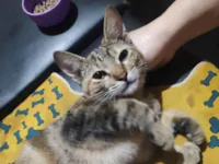 Gato raça SRD-ViraLata idade 7 a 11 meses nome Não tem nome.