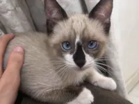 Gato raça Siamês idade 2 a 6 meses nome SEM NOME