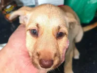 Cachorro raça SRD-ViraLata idade 2 a 6 meses nome Fêmea 