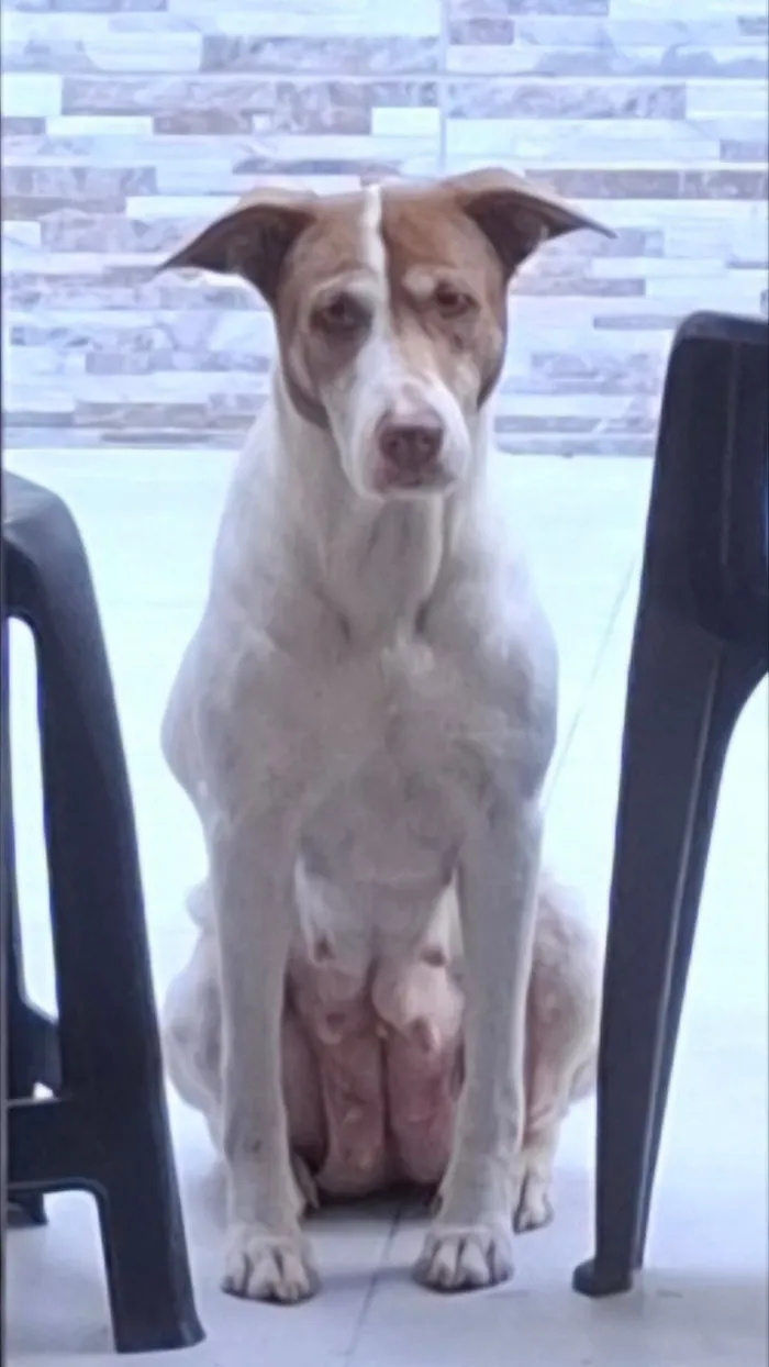 Cachorro raça SRD-ViraLata idade 6 ou mais anos nome Nina