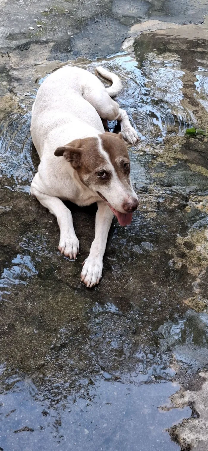 Cachorro raça SRD-ViraLata idade 6 ou mais anos nome Nina