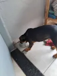 Cachorro raça Rottweiler idade 2 a 6 meses nome Dino