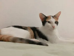 Gato raça Exótico idade 1 ano nome Jujuba