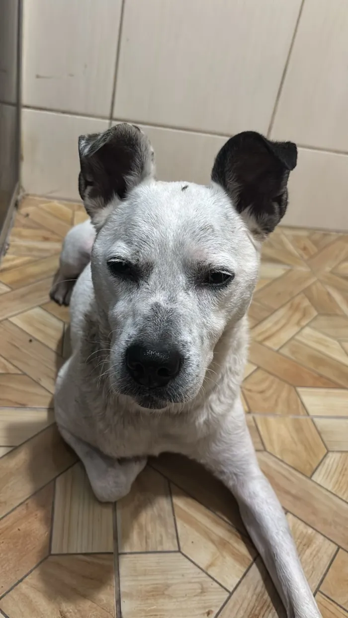 Cachorro raça SRD-ViraLata idade 2 anos nome Husco 