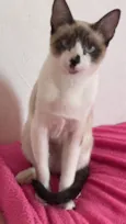 Gato raça Siamês idade 1 ano nome Sasha