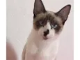 Gato raça Siamês idade 1 ano nome Sasha