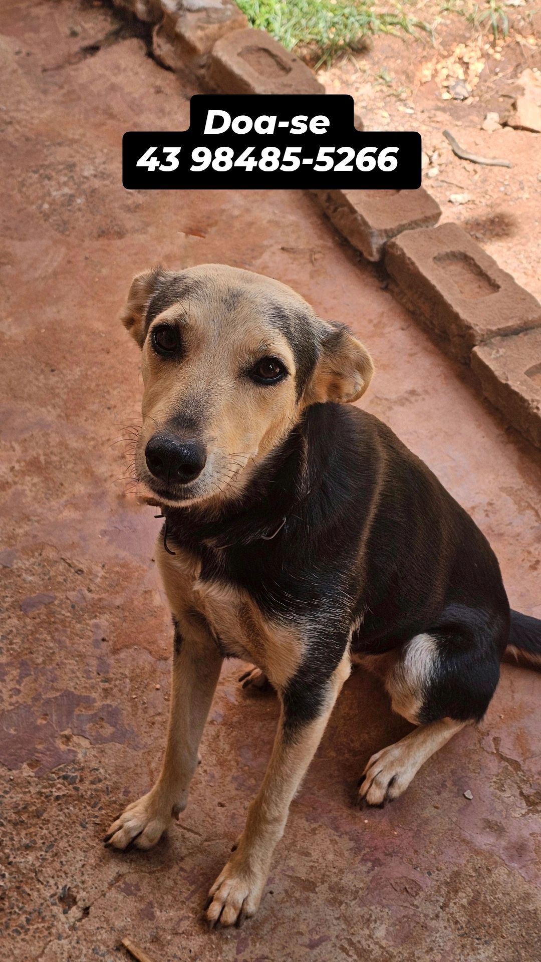 Cachorro raça SRD-ViraLata idade 3 anos nome Cibelly Bernardo Martins 