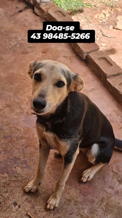 Cachorro raça SRD-ViraLata idade 3 anos nome Cibelly Bernardo Martins 