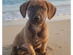 Cachorro raça SRD-ViraLata idade 2 a 6 meses nome Jamal 