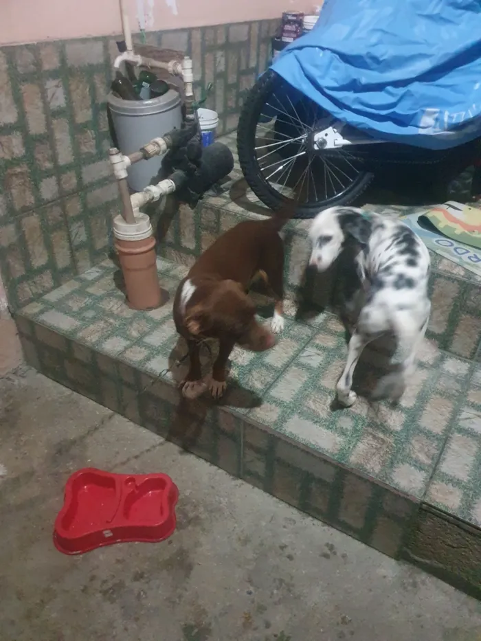 Cachorro raça Basset-Cofap idade 1 ano nome belinha 