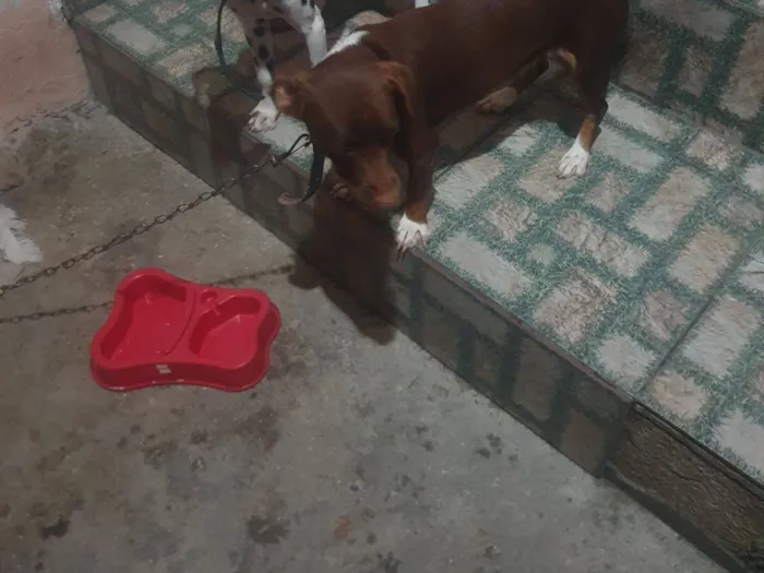 Cachorro raça Basset-Cofap idade 1 ano nome belinha 