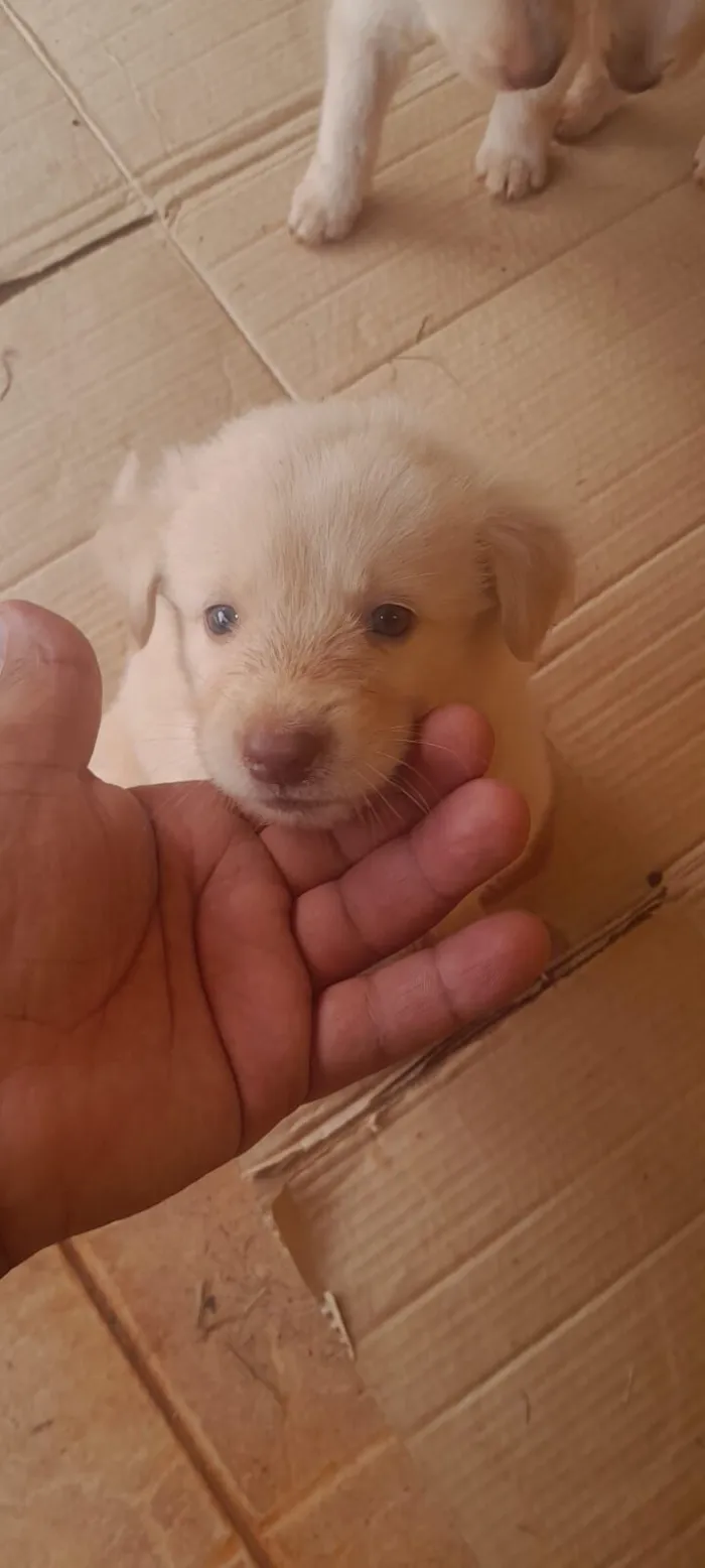 Cachorro raça Labrador idade Abaixo de 2 meses nome sem nome