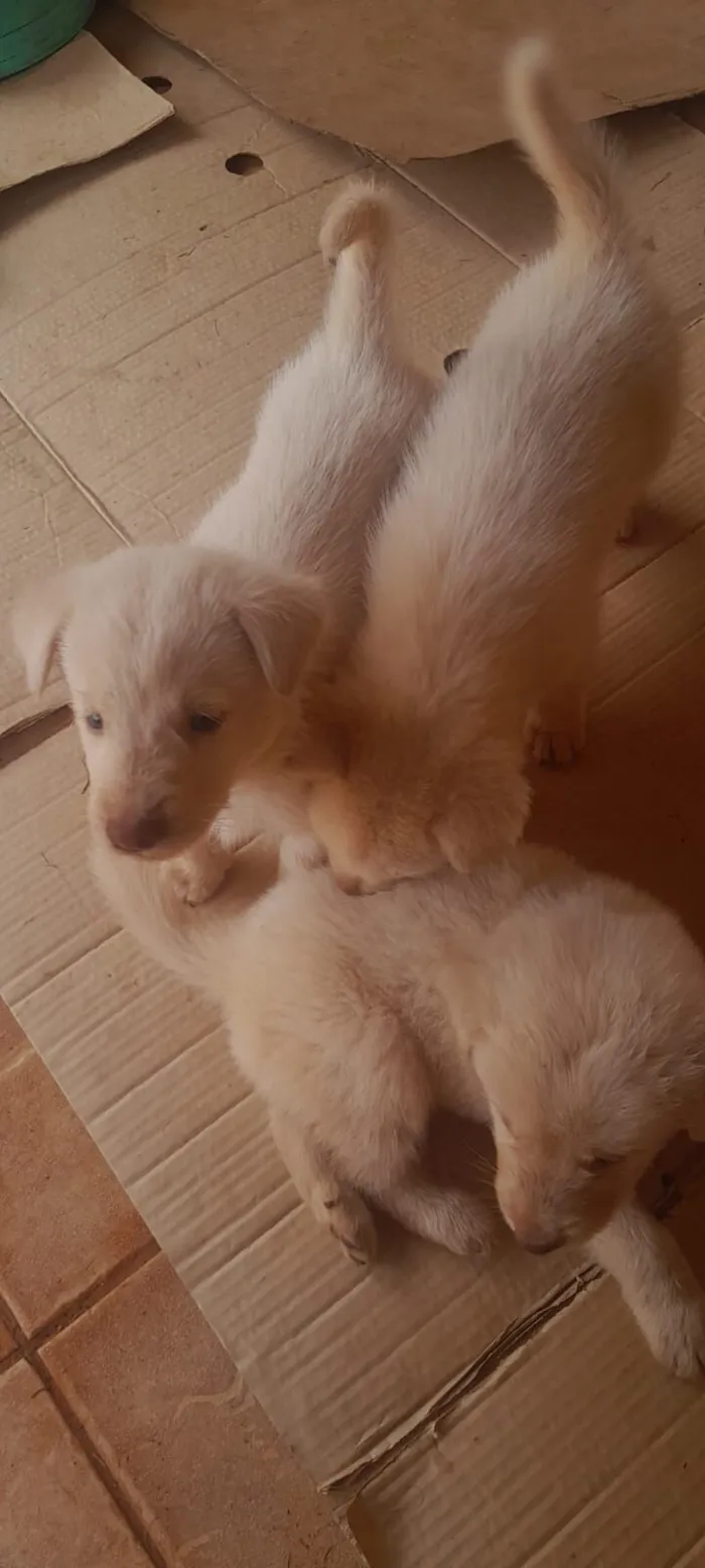 Cachorro raça Labrador idade Abaixo de 2 meses nome sem nome